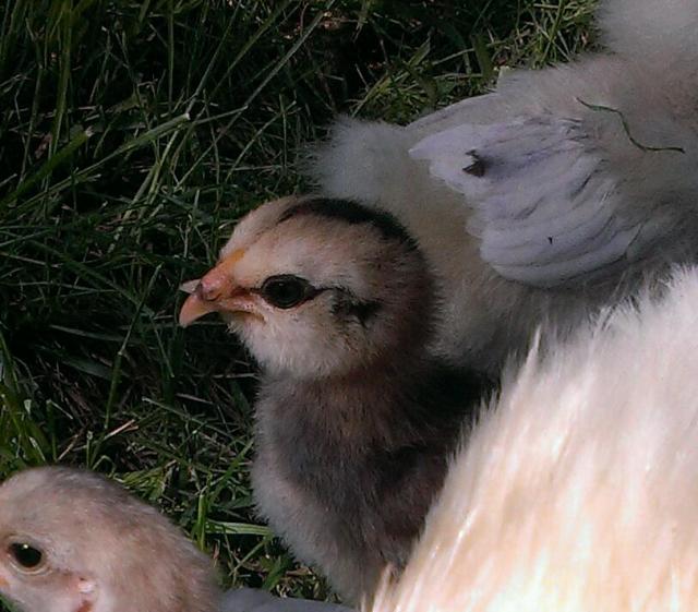 Chick with scissor beak ( BackYard Chickens Learn How to Raise