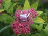 Glass and silver plated Ring